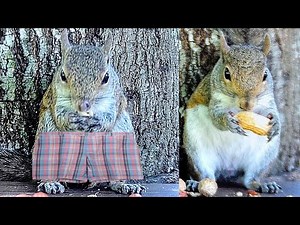 How To Tell Male Squirrels From Female Squirrels 🐿️ 😉