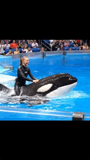 71K views · 1K reactions | Jessica Radcliffe’s Amazing Orca Show | Unbelievable Ocean Performance ✨ #OrcaTrainer | Mariyana | Facebook
