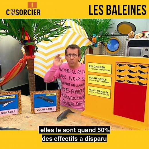 Si les bas de laine ne sont pas menacés en ce retour du froid, les baleines le sont malheureusement... Jamy nous en dit plus ici ! | C'est pas sorcier