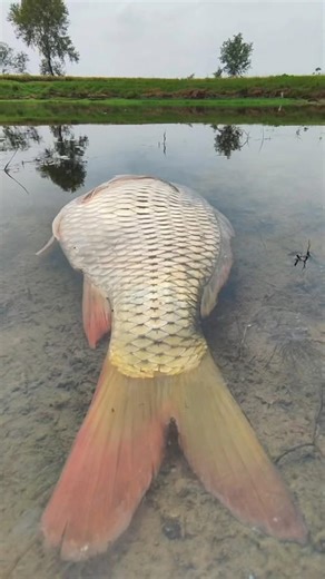 Unbelievable Fishing video Hand fishing video #fish #fishing