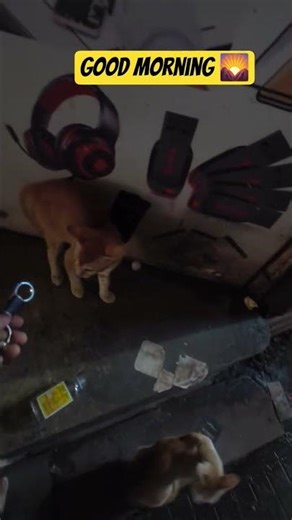 #goodvibes #shop #my shop open time 9am#sheru