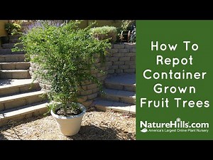 How to Repot Container Grown Fruit Trees | NatureHills.com