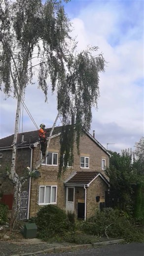 Dropping a silver birch in Nottingham 🌿 #TreeSurgeonNearMe #treeservicenearme #treesurgeon #treesurgery #treetakedown #treeremoval #gardenmaintenance #treecare | Joe Logs Tree Surgery