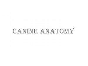 CANINE ANATOMY - SlideServe