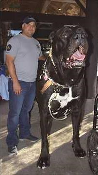 Unbelievable! See the 4 Largest Dogs in Human History