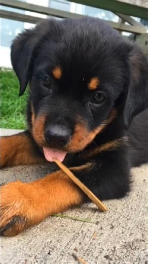 Mera 18 Days Old Rottweiler 🖤 | Itna Cute Ki Dil Pighal Jaye