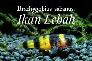 Ikan Lebah @ Tebuan atau nama saintifiknya Brachygobius sabanus, omputeh panggil Bumblebee Goby! Menarik ikan2 Malaysia kan? Dikenali sebagai “Bumblebee Goby” kerana jalur kuning-hitamnya yg menyerupai warna watak robot transfomer bumblebee dan kelihatan seperti warna lebah Type lokaliti dr Sabah, dan di namakan sebagai “sabanus” semperna itu Species ini kebiasaannya boleh dijumpai di kawasan sungai air tawar yang masih mempunyai pengaruh air pasang surut #fyp #fypシ゚viral #foryou #Brachygobius #