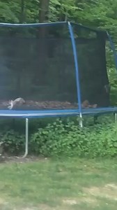 Cats moshing to Cannibal Corpse 🤘😄🤘 | Heavy F Metal