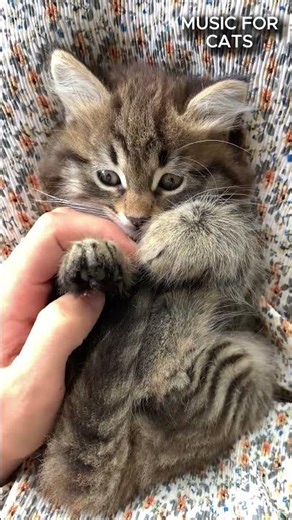 Music for cats