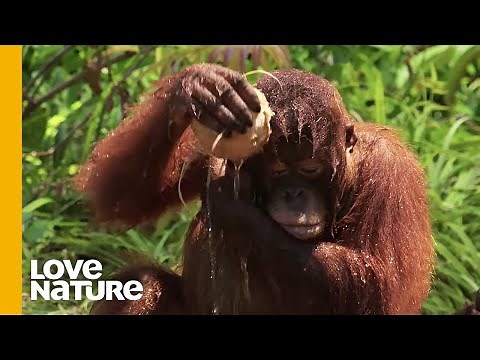 Baby Orangutans Learn to Shower with Soap | Love Nature