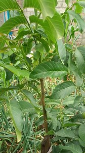 Chandler walnut is doing great......ITS MY HUMBLE REQUEST TO EVERYONE KINDLY GO THROUGH THIS M.NO:7006160885/7006829174 For Queries. | Hi-Five Agro Skills