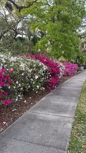 Dixon Azalea Park Orlando Florida azaleas are in full bloom March 4, 2025. | David Raizor