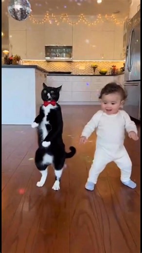 1.9K views · 19 reactions | When your cat decides to steal the spotlight Talking animals, dancing babies, and pure chaos — welcome to Talk N’ Groove Zoo!  Who won the dance battle — the baby or the cat? ⸻️ #TalkNGrooveZoo #FunnyAnimals #TalkingPets #DancingAnimals #BabyAndAnimals #ViralReels #AnimalComedy #DancingCat #CuteChaos #BabyLaughs #AnimalReels #FamilyFunny #PetVideos #ComedyReel #ZooVibes | Talk N’ Groove Zoo | Facebook