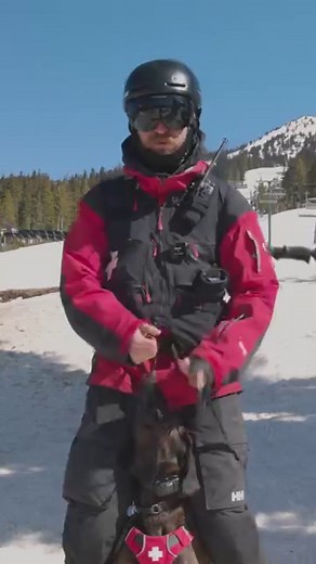 If you were out on the slopes today you might have seen avalanche dog Roni and handler Cedric doing some training, and also enjoying a few slushy laps in the sun ☀️. Roni, a 2-year old Plott Hound, is one of 3 working dogs at the resort and she is going for full validation later this year. A reminder that if you see the dogs with their harness on please don't approach them as you may distract them from their work. #myMW 🎥 - Nick Thornton Photo | Mount Washington Alpine Resort