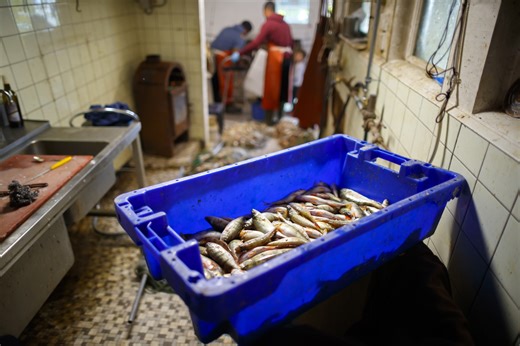 La pêche a été fructueuse dans le Léman en 2022, grâce à la perche | RTS