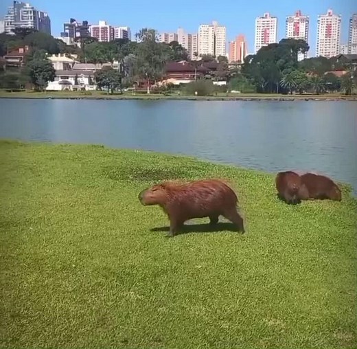 NoStressJustMelon 🍉 (@nostressjustmelon) - Capybara Fun Compilation | Cute Capybara Moments