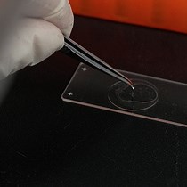 Video: Author Spotlight: RNA FISH for Locating lncRNA-SNHG6 in Osteosarcoma Cells