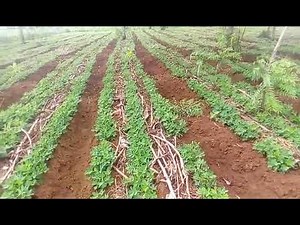 Ground nut growing in Malawi