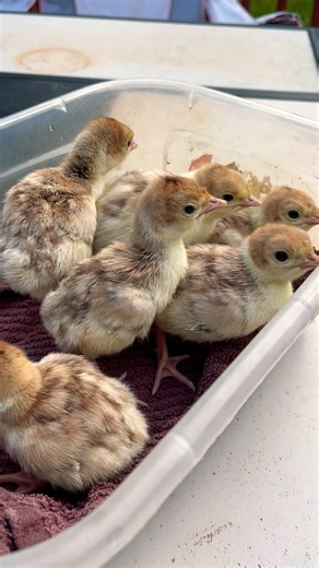 Have you Ever Seen Baby Turkeys? #cute #babyanimals #turkeys