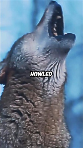 He Became Familiy to a Wild Wolf Pack 😳 | Joe Rogan