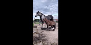 Un cheval à bascule. Je pensais que ce n'était qu'un jouet..