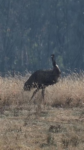 Cooler temperatures are assisting firefighters battling eight blazes across Victoria, including the Otways fire which has destroyed at least four homes. ANother eight structures were lost in Larralea, while 21,000 households remain without power. | Herald Sun