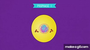 prophase 1 on Make a GIF