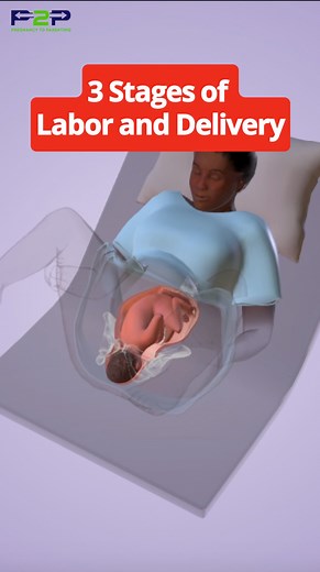 2M views · 10K reactions | 3 Stages of Labor and Birth. | Pregnancy to parenting | Facebook