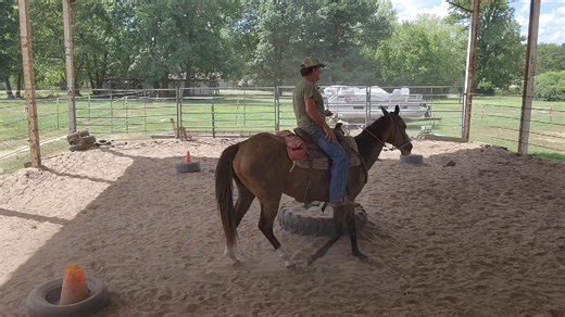 Ol buck is learning to handle And focus on cues | Eddie Landers-Horses