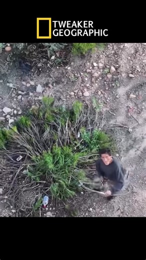 Official Tweaker Geographic on Instagram: "Tweaker Geographic episode 2: Robin Hood. Post credit: @bumsndrones #tweaker #tweakers #funny #viral #nationalgeographic"