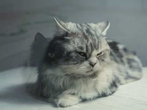 A Guide To Common Cat Breeds