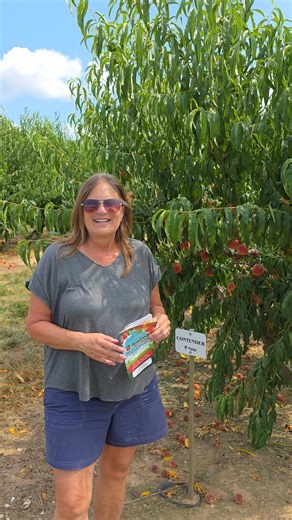 1.6K views · 12 reactions | Moreland Fruit Farm in Visit Wayne County, Ohio - so much fun! My first time in a peach orchard and the smell.... so good! #waynecountyohio | Travel With Sara | Facebook