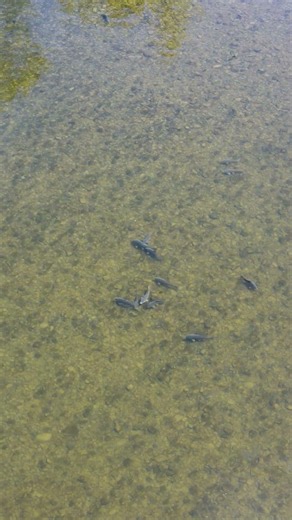 😱Carp Spawning in CRYSTAL CLEAR River⬆️BOWFISHING VIDEO⬆️