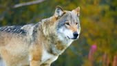 Close-up of adult beautiful grey wolf standing in the forest...