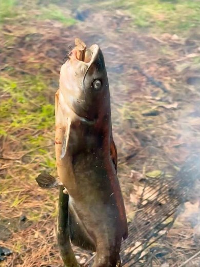 Whole Catfish Smoked Over Open Fire | Catch and Cook. Stick Method | 416 Outdoors