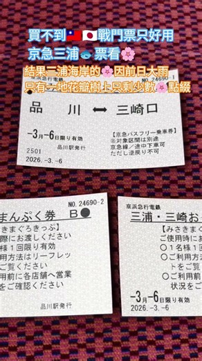 三浦海岸的🌸因前日大雨只有一地花瓣樹上只剩少數🌸點綴 #三浦海岸 #京急#鮪魚 #櫻花 #sakura #京急電鉄 #神奈川県 #三浦 #花瓣