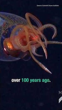 First Live COLOSSAL SQUID Sighting (and it’s a baby)!