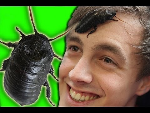 The creepiest crawly on your face! | Bugface: Madagascan Hissing Cockroach (Ep 5) | Earth Unplugged