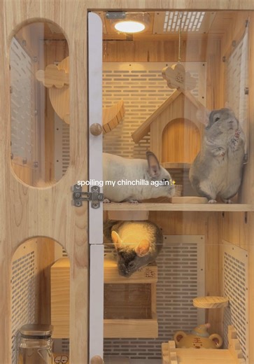 Chinchilla Home Upgrade: Spoiling These Adorable Pets