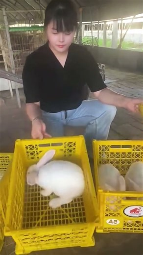 当兔子发现我拿着胡萝卜时 😂🥕#shorts #rabbit #animals