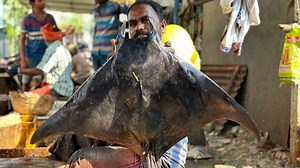 29K views · 596 reactions | monster size bat驪 ray fish cutting & choppedkasimedu fish cuttingkf fish cuts | KF FISH CUTS | Facebook