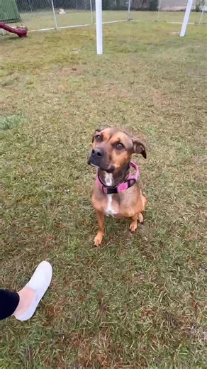 Take a look at these adorable babies! they are available on our website 👀🥰 | Adoption First Animal Rescue