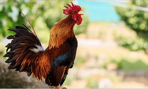 Umucamanza yakatiye igihano cy'urupfu isake kubera icyaha gitangaje ishinzwa - YEGOB