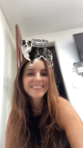 Dog Breed Showcase: Exploring Popular Dog Types