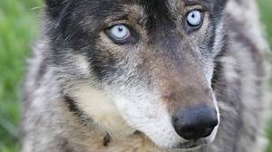 No Man's Land | In Tennessee, wolf-dogs find solace in unique sanctuary
