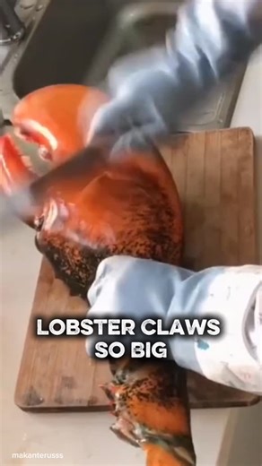 ANDRE SARWONO on Instagram: "Favorite Lobster Claws So delicious and also favorite this Lobster Claws for today menu 🦞 Menarik dicoba dan sangat menggiurkan sekali deh Lobster Claws dengan ukuran yang besar ini buat jadi menu seafood hari ini . Lobster Claws with t.t/ @foodmaker168 unique and also favorite . Seafood For dinner ."
