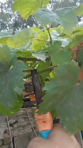 How to prune grape 🍇 plants trees #pruning #agriculture #shorts