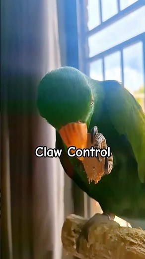 Eclectus Learning Claw Control | Eclectus Parrot | Michelle Goosen #eclectusparrot #parrotparrot