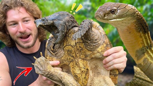 New alligator snapping turtle joins the collection!