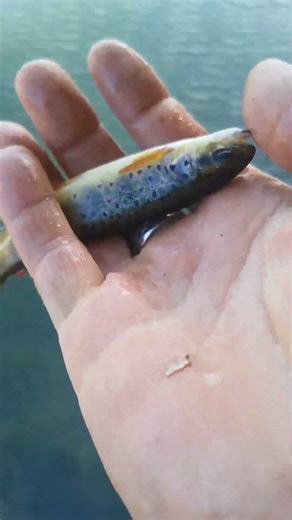 Welcome to the pond. baby trout